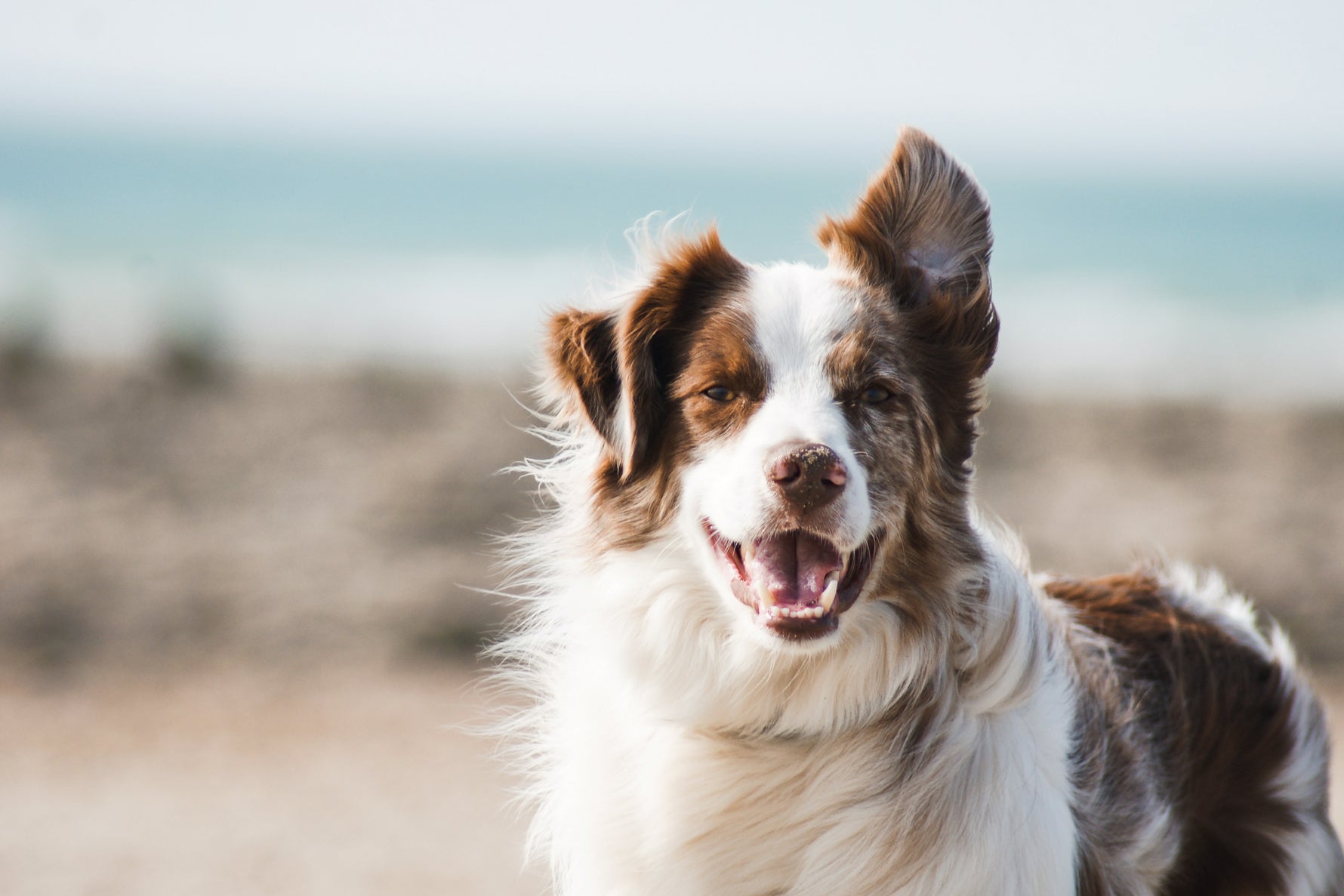 The Kangaroo Protein Advantage: A Nutrient-Packed Snack for Dogs