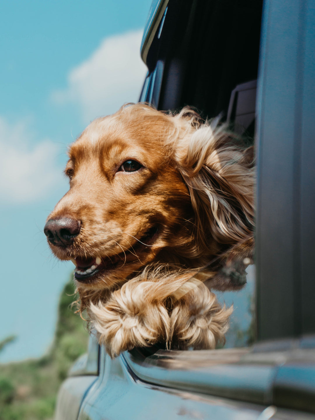 Embrace an Active Lifestyle: How to Exercise and Bond with Your Dog