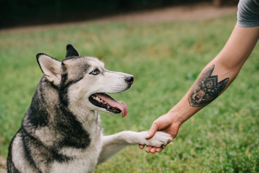 Mindful Treat Time: Using Treats for Training and Bonding