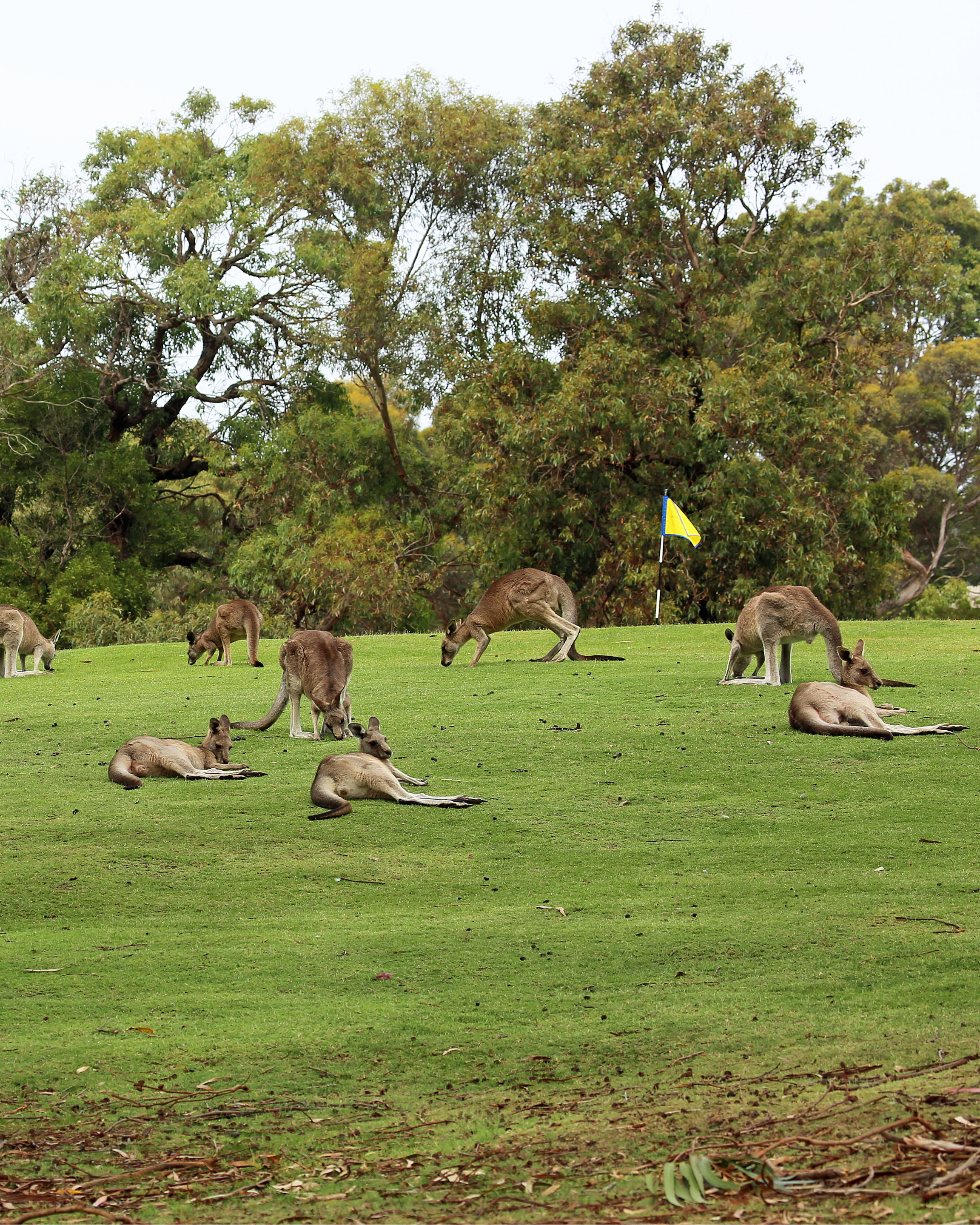 Addressing Kangaroo Overpopulation in Australia: How Our Kangaroo Dog Treat Brand Helps