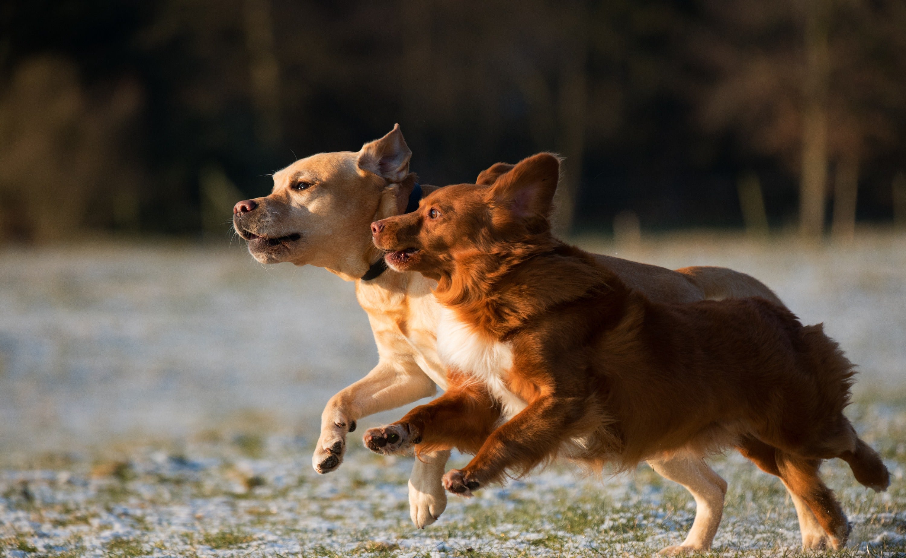 The Untold Benefits of Single Ingredient Protein Snacks for Dogs