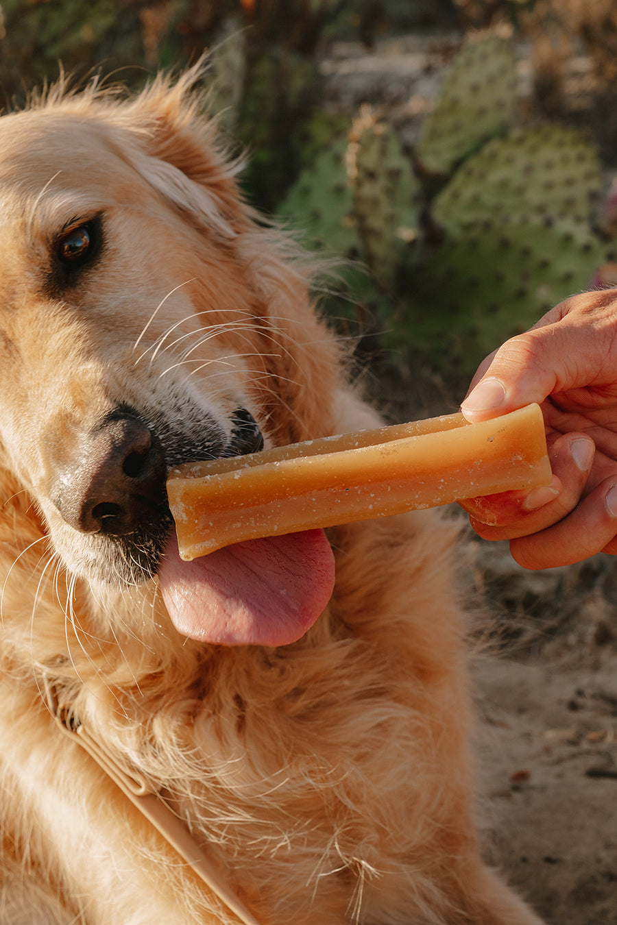 Outback Original Collagen Chew