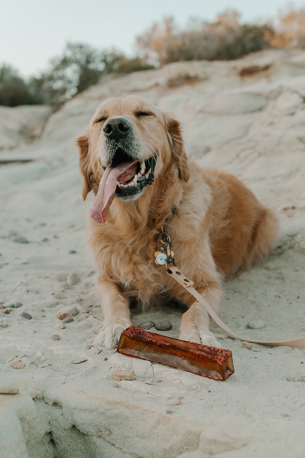 Golden retriever resting on sand beside a large Outback Bones collagen chew